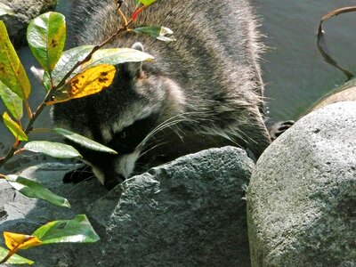 Water stanley park vancouver photo