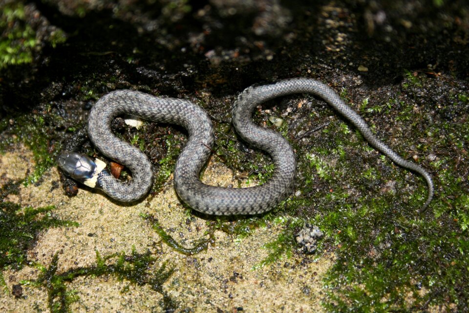 Grass snake müritz snake