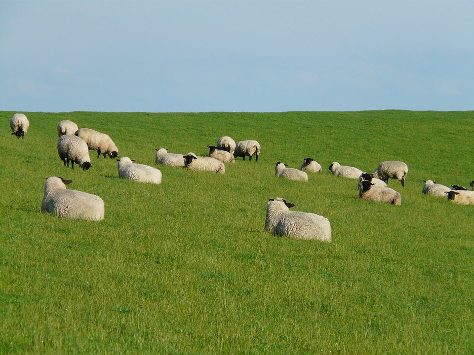 Concerns sheep graze photo