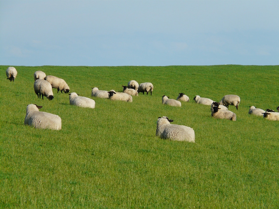 Concerns sheep graze