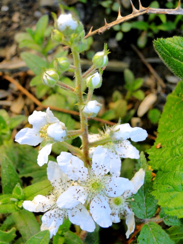 Plant flowering flowers