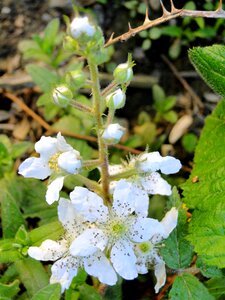 Plant flowering flowers