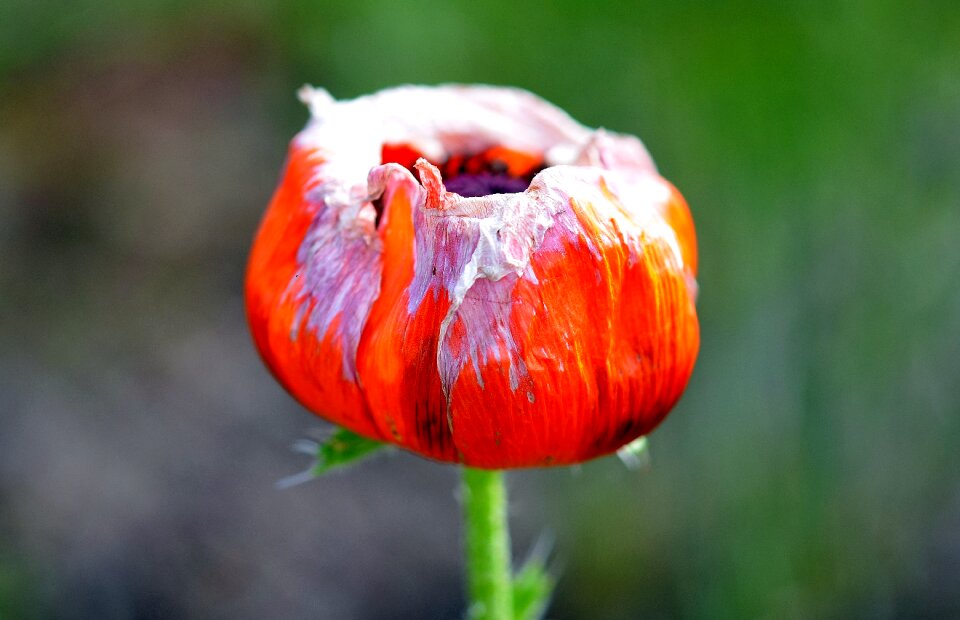 Flower holland netherlands