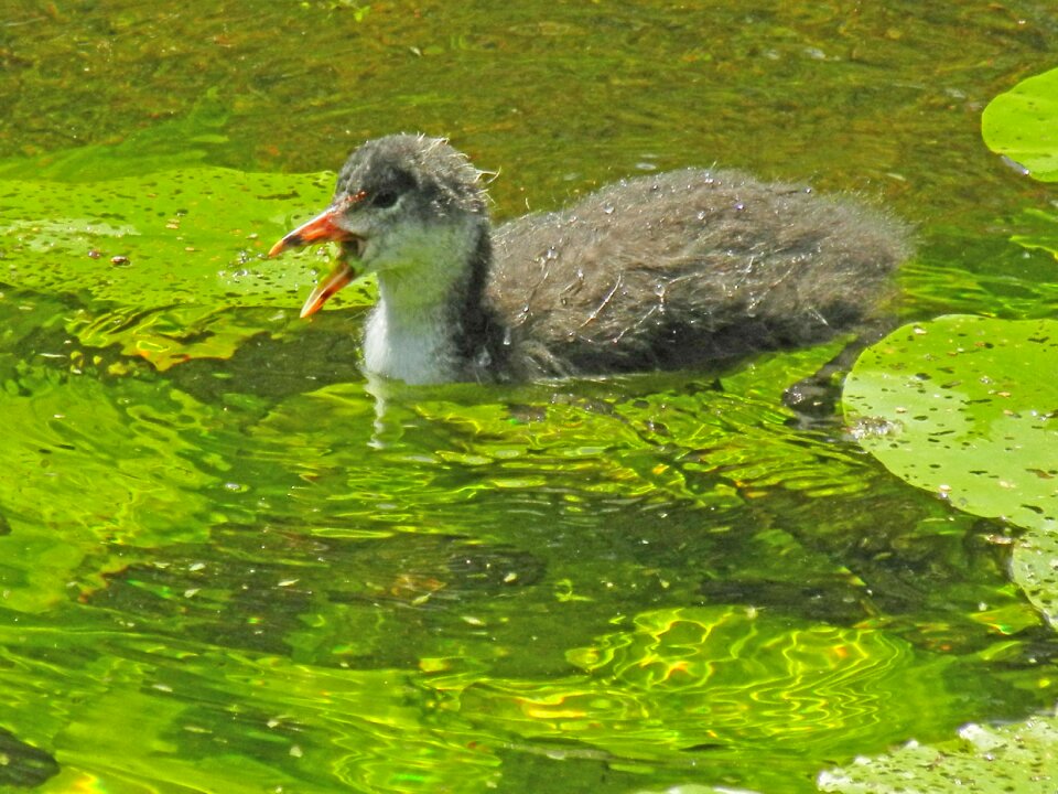 Swim pond aquatic plants