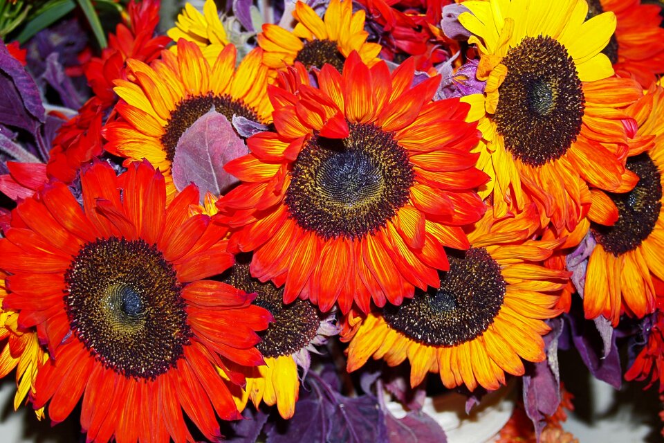 Nature colorful bunch