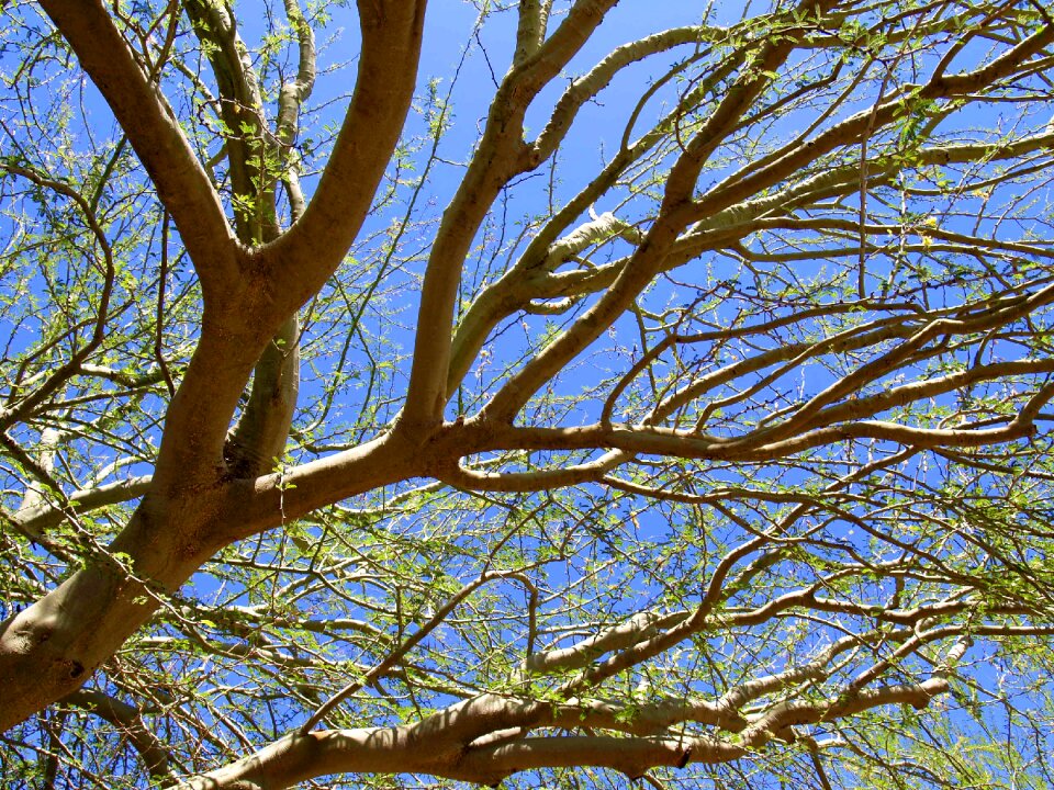 Arizona desert plant