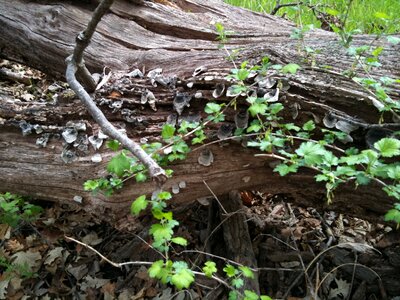 Landscape nature plants