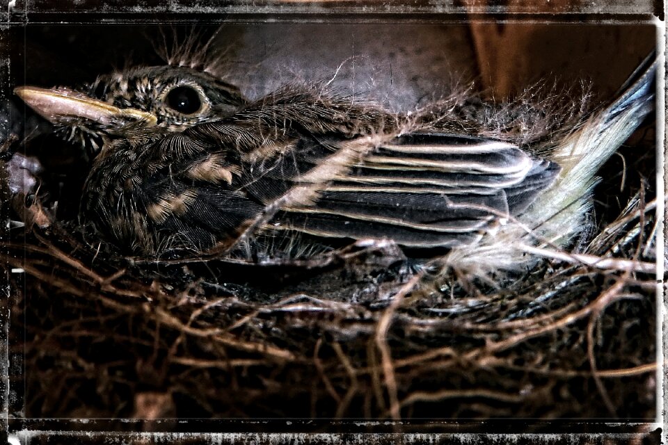 Nature nest animal