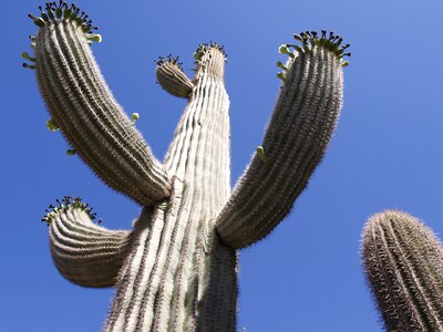 Usa nature plant