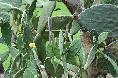 Green plant cactus