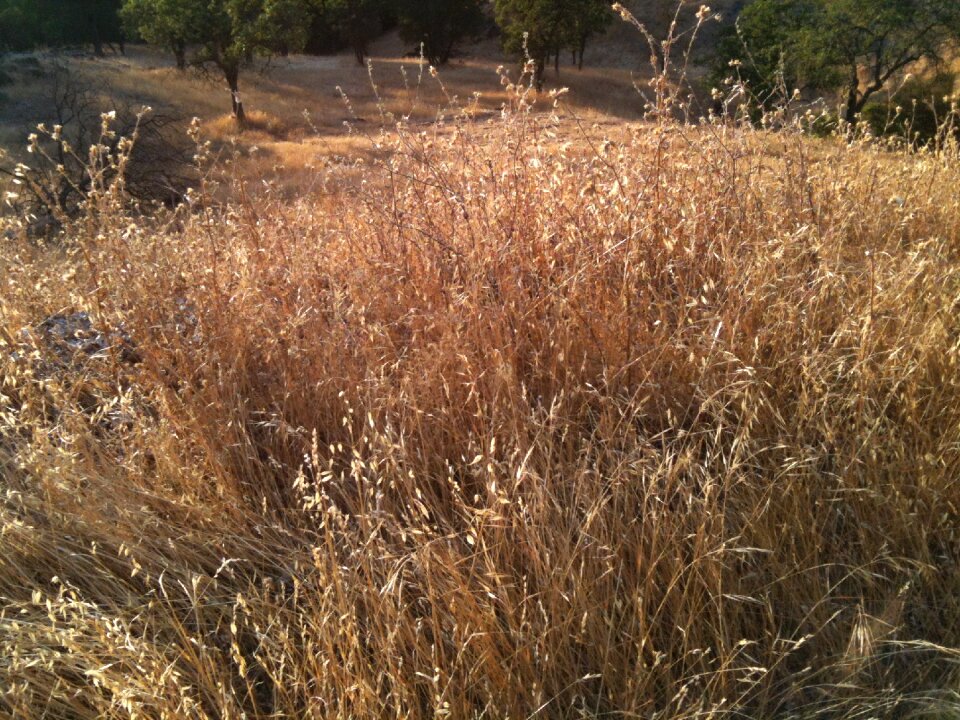 Gramineous grass dry