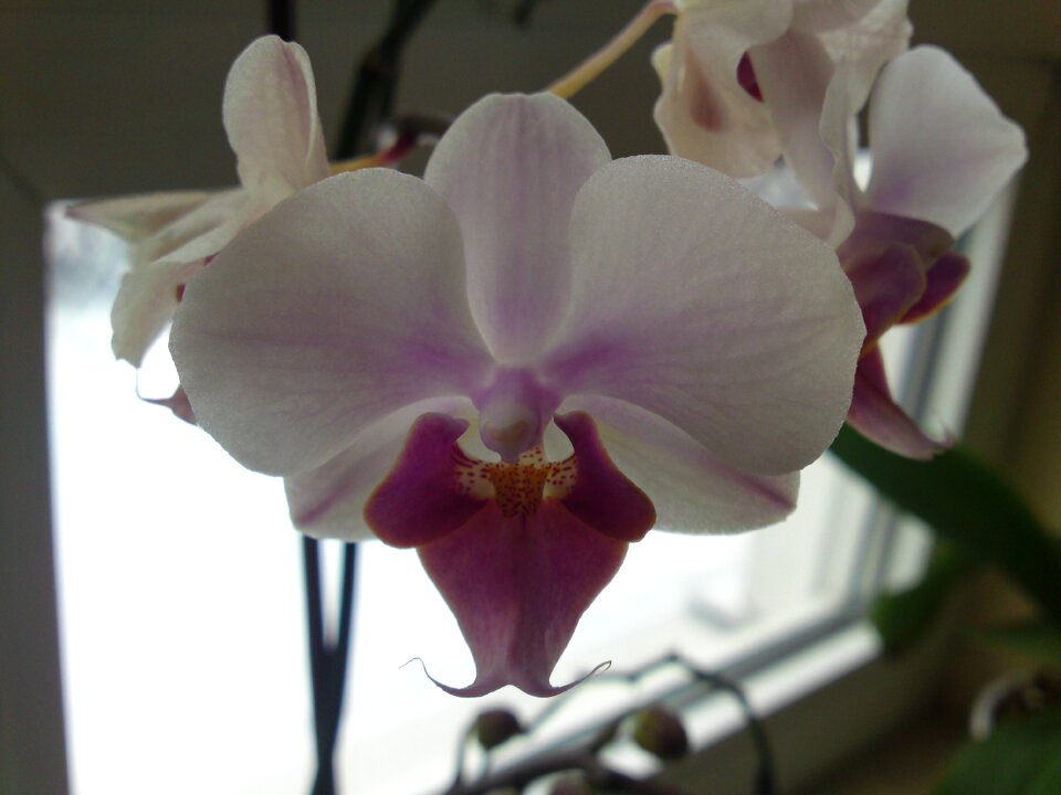 Orchid plant flowers