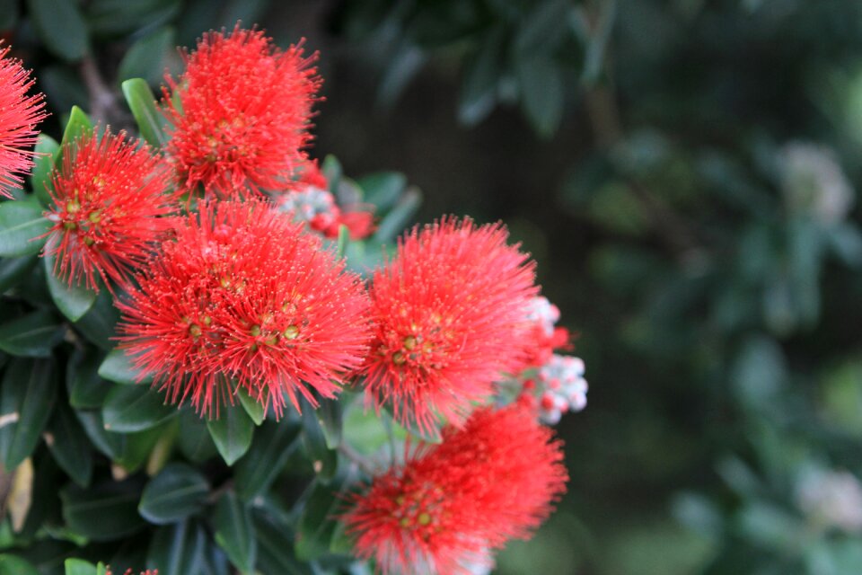 Christmas tree nature flower