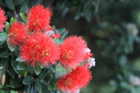 Christmas tree nature flower photo