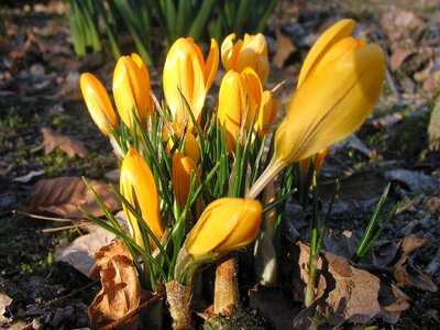 Flower nature spring