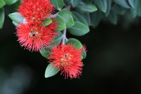 Christmas tree nature flower photo