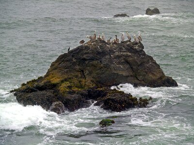 Pacific ocean bird