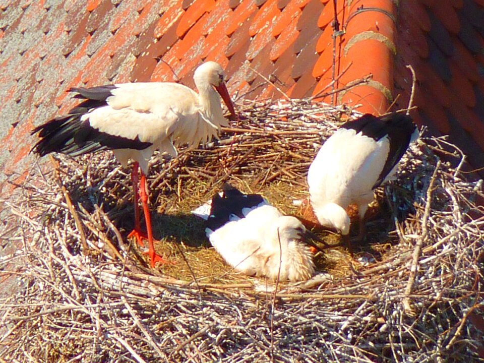 Storks birds animals