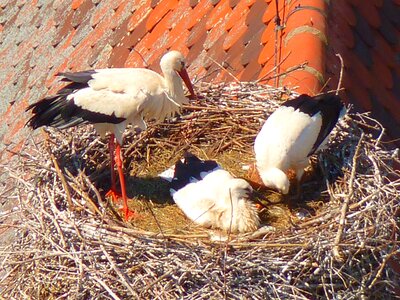 Storks birds animals