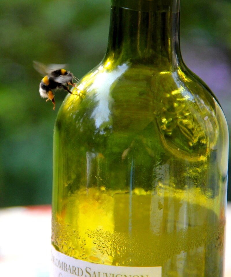 Bottle honey bee insect
