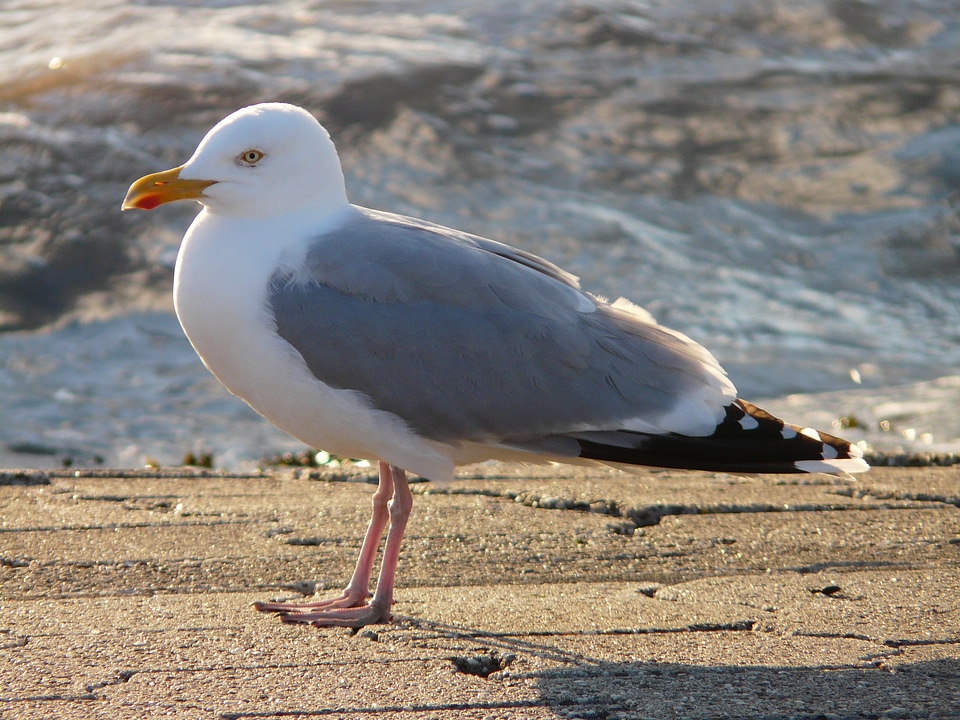 Windy larus argentatus species