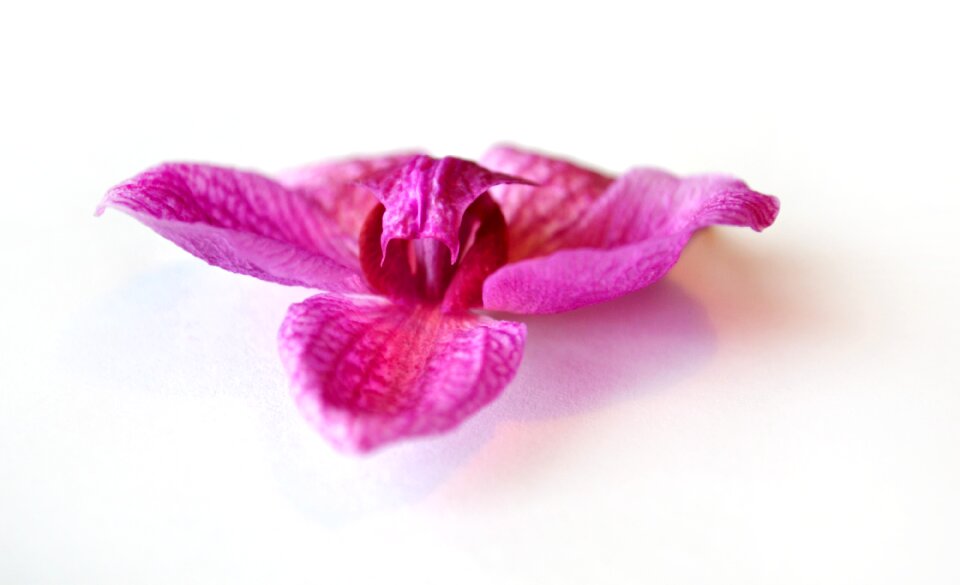 Plant flowers white