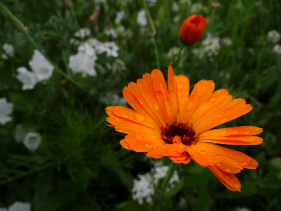 Wild flowers smock bloom