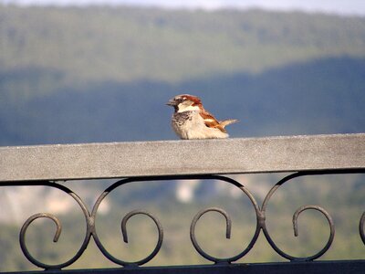 Sparrow bird Free photos