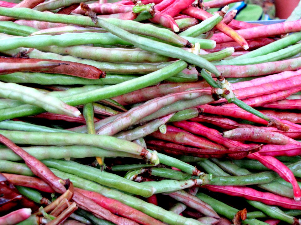Green vegetable garden
