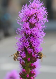 Insect bees pollen photo