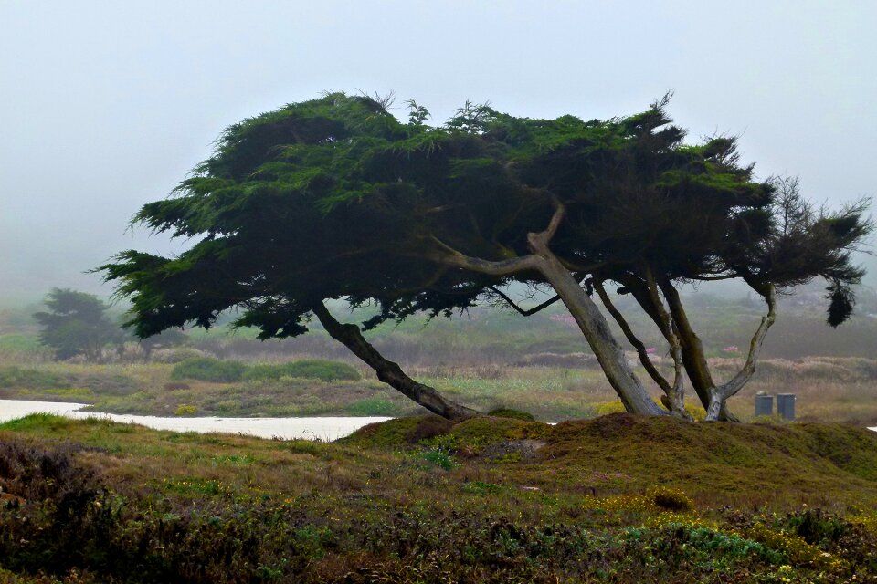 Landscape shoreline california