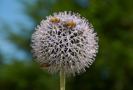 Bees round three