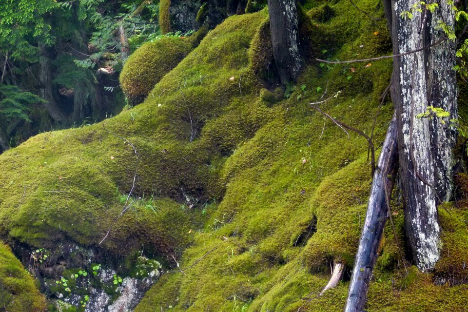 Forest nature rocks