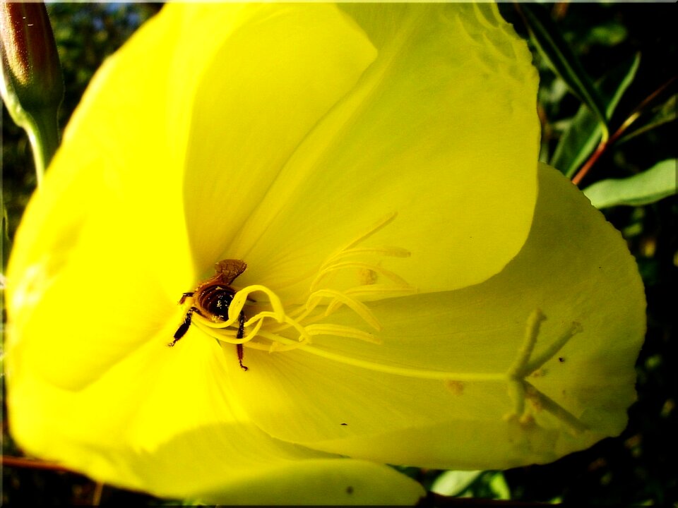 Yellow summer nature blossom bloom