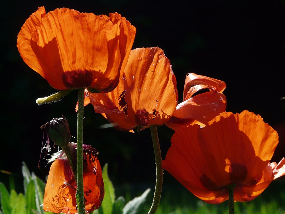 Bloom flower backlighting