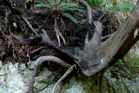 Wood plants fern