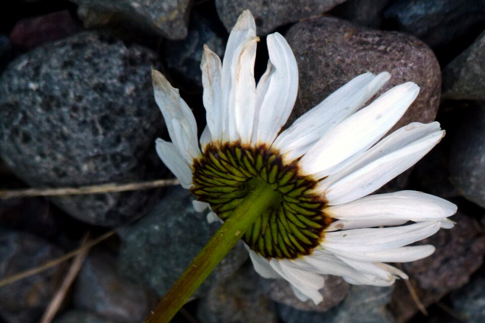 Nature wild flower wild plants