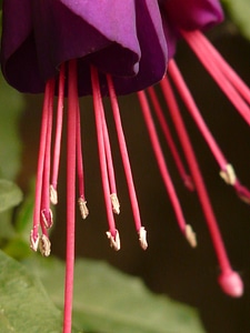 Container plant balcony plant petals