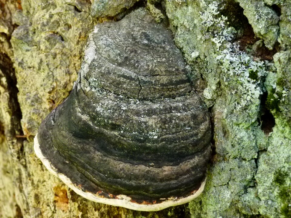 Tree xylobionten nature