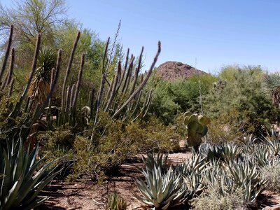 Arizona usa nature