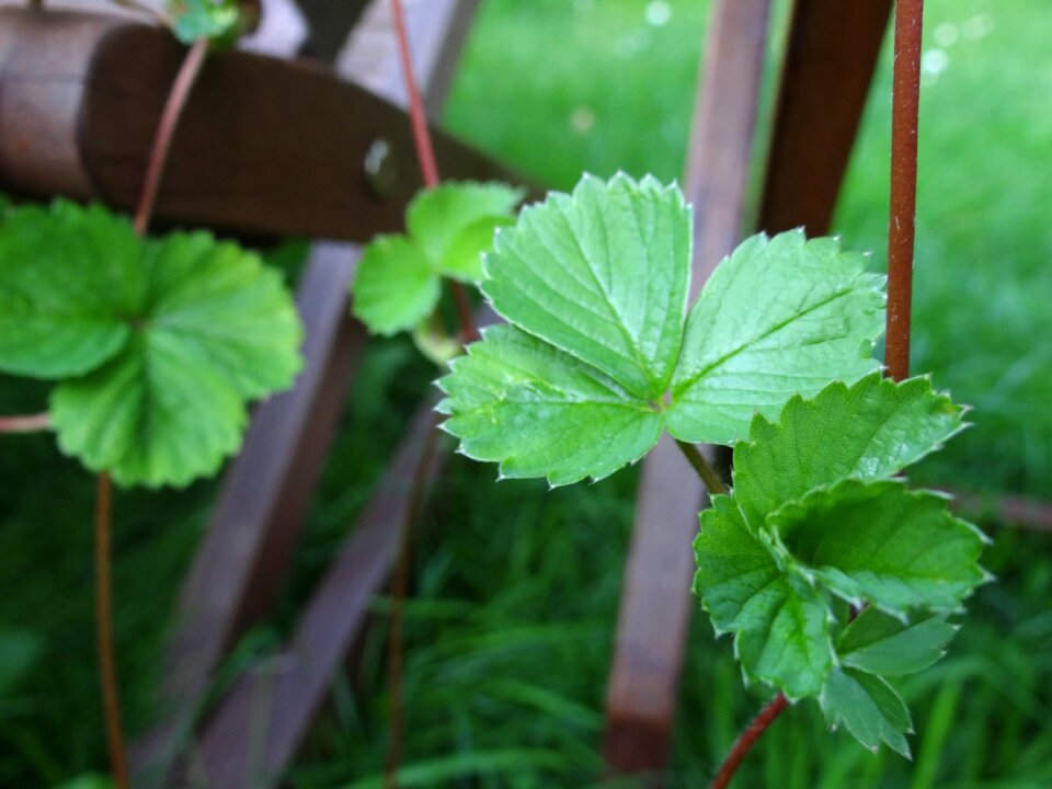 Strawberries strawberry plant branch