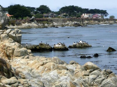 Rocks cormorants bay