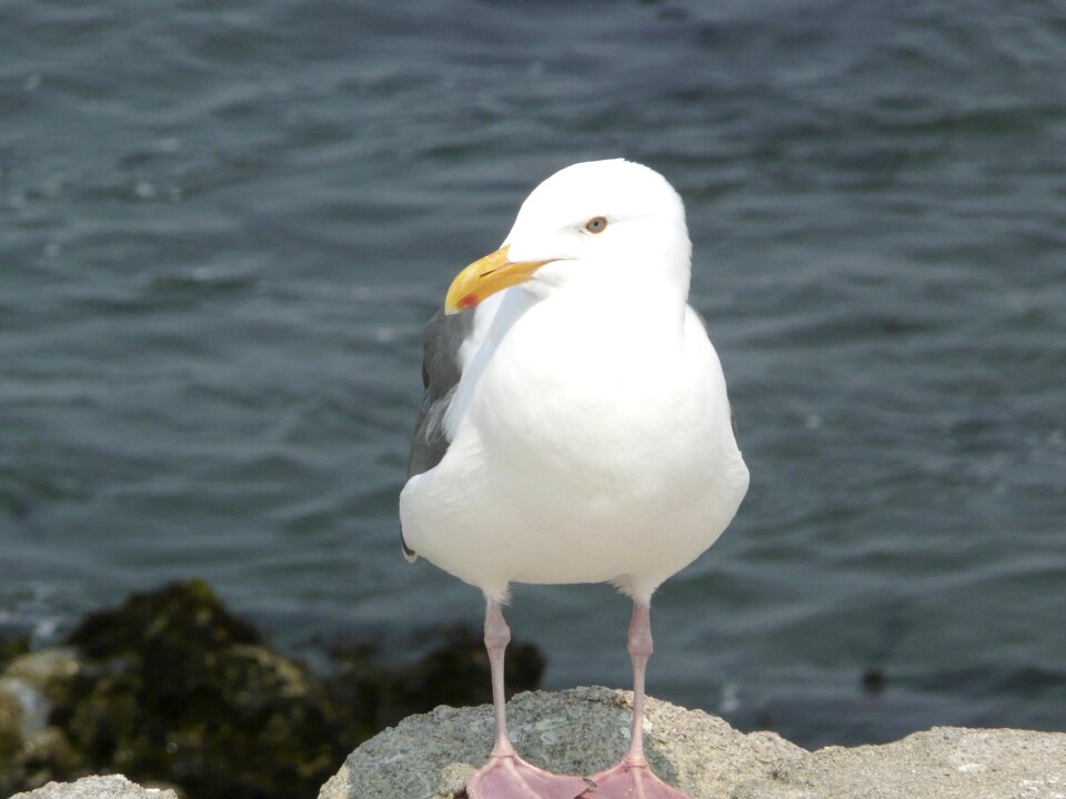 Bird waterbird feathered