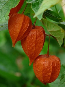 Bladder cherry physalis nachtschattengewächs