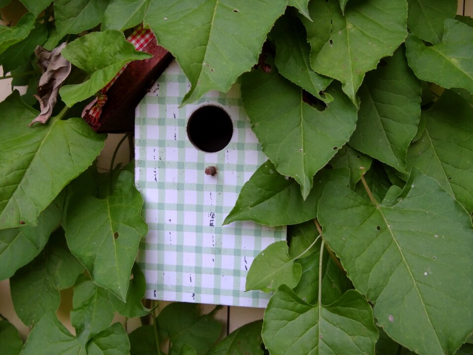 Summer nature decoration