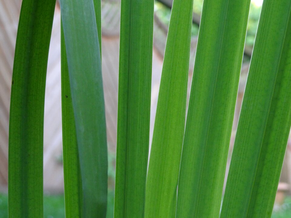 Water aquatic plant green