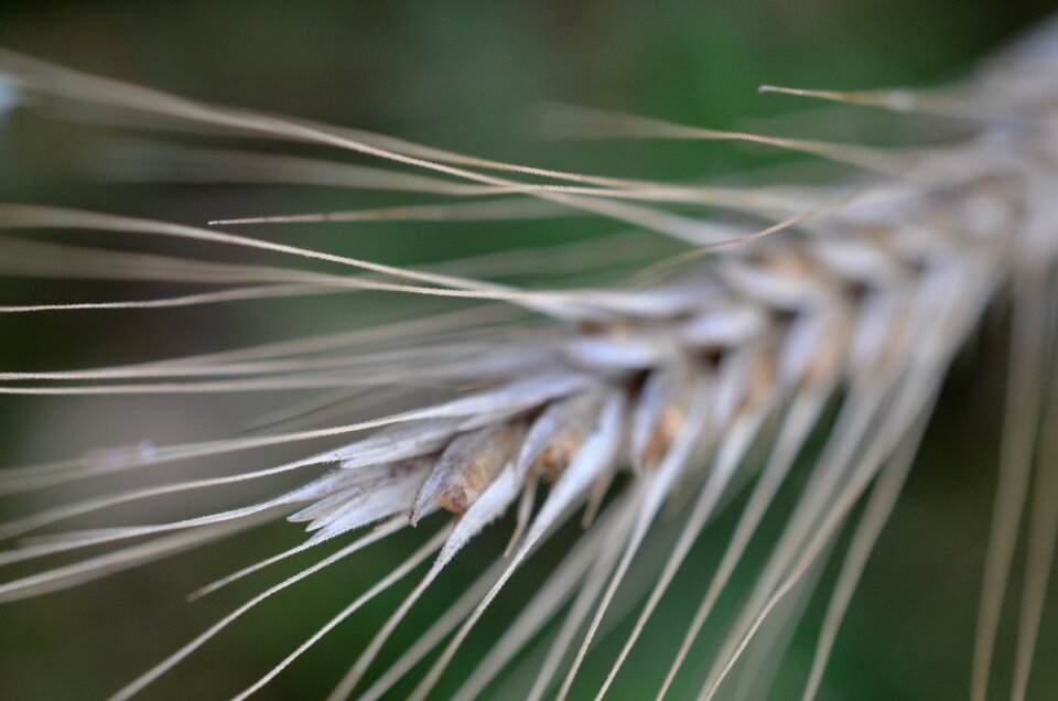 Nutrition spike grain