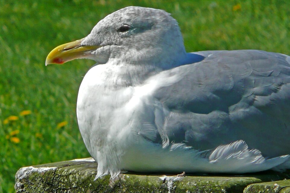Waterbird animal nature
