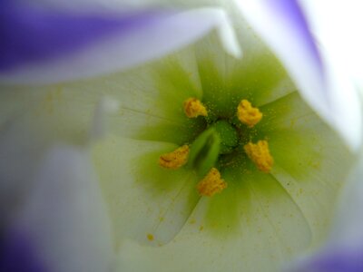 Blossom bloom pollen