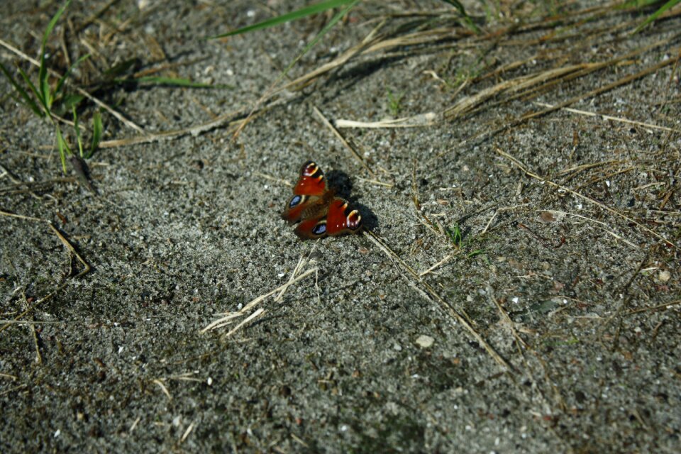 Earth macro colored